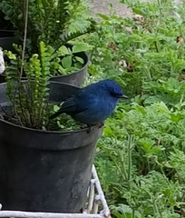 Eumyias albicaudatus