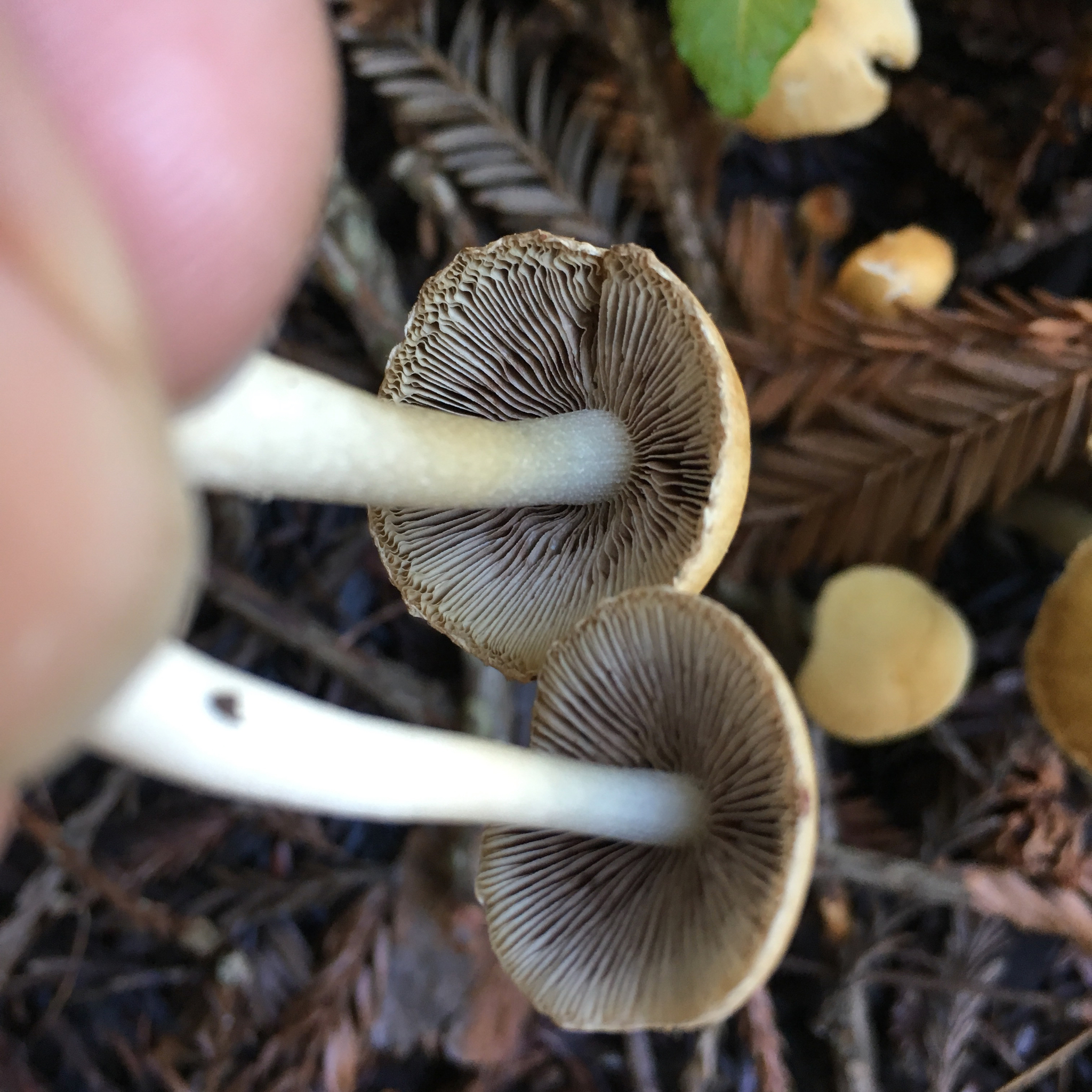Psathyrella candolleana image
