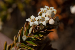 Acrothamnus