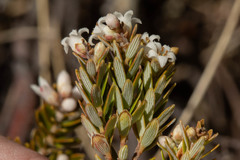 Acrothamnus