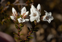Epacris serpyllifolia