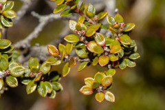 Epacris serpyllifolia