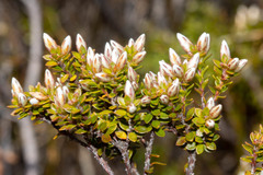 Epacris serpyllifolia
