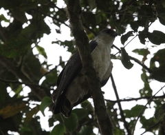 Pseudastur occidentalis