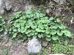 Petasites formosanus