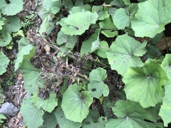 Petasites formosanus