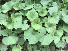 Petasites formosanus