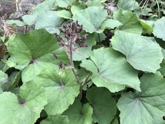 Petasites formosanus