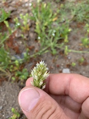 Castilleja attenuata