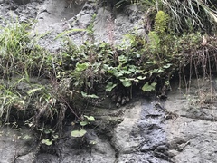 Petasites formosanus