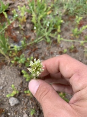 Castilleja attenuata