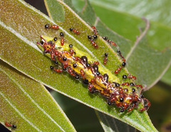 Jalmenus pseudictinus