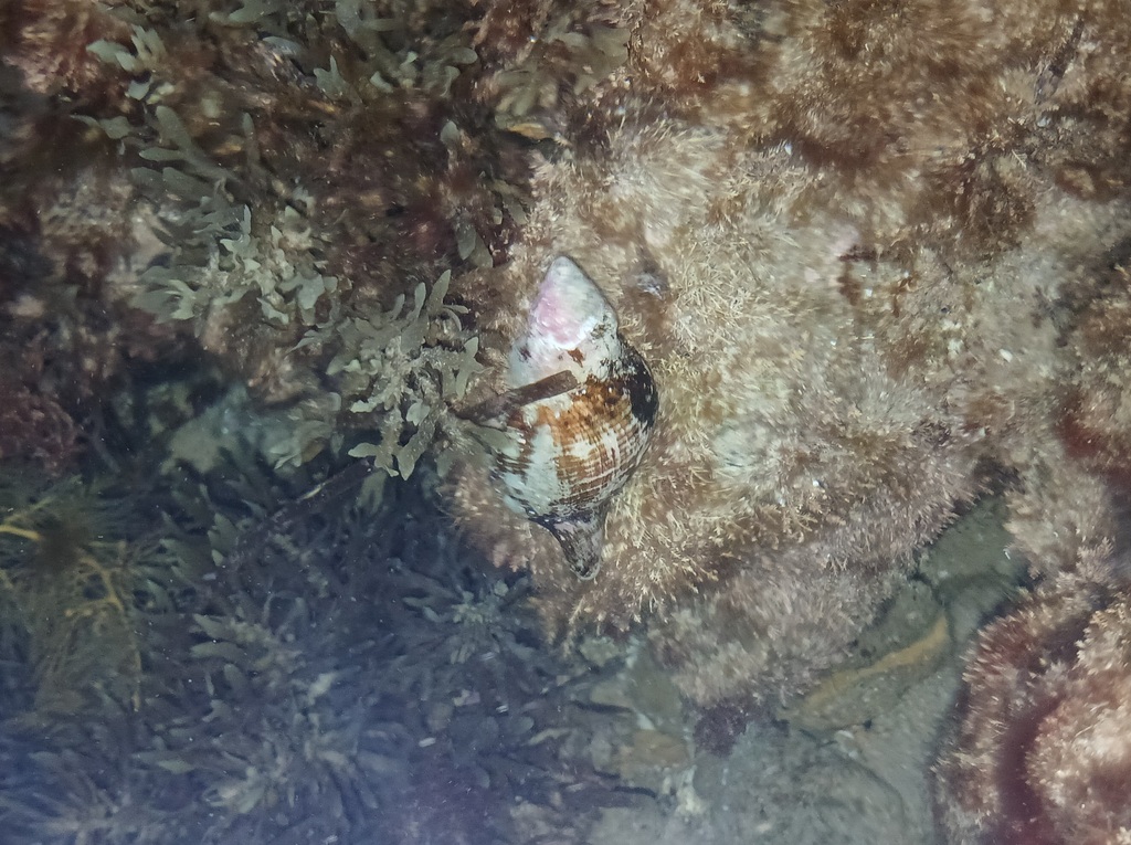 Australian Horse Conch from Onkaparinga - North Coast, South Australia ...