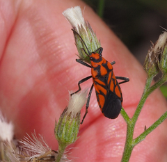 Spilostethus decoratus
