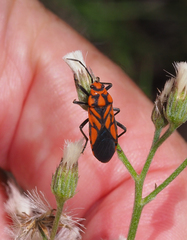 Spilostethus decoratus