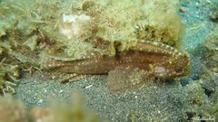 Ablabys macracanthus