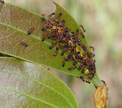 Jalmenus pseudictinus