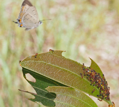 Jalmenus pseudictinus