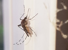 Aedes alboannulatus