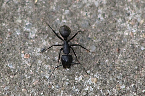 Eastern Black Carpenter Ant