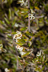 Grevillea australis