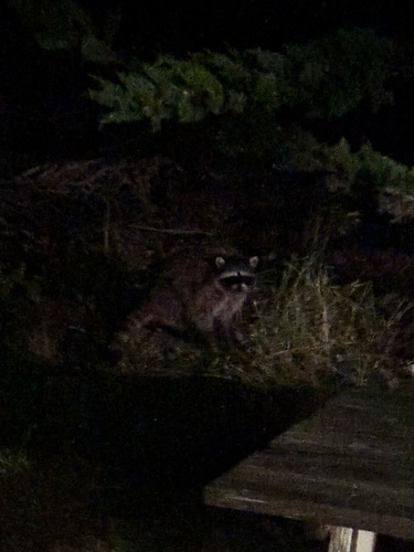 iNaturalist observation photo of Common Raccoon