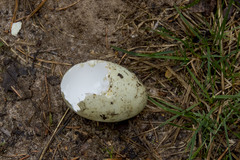 Caprimulgus europaeus
