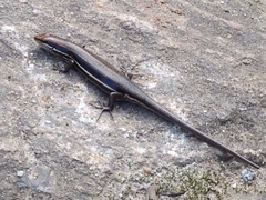 Trachylepis gravenhorstii