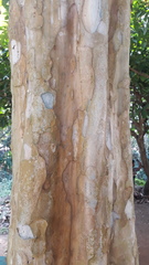 Lagerstroemia speciosa