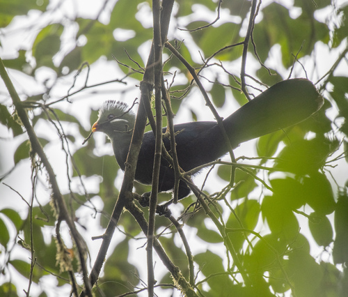 Yellow-billed Turaco (Tauraco macrorhynchus), photo 7