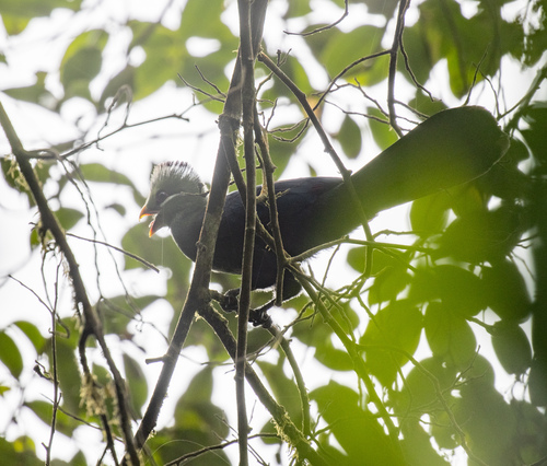 Yellow-billed Turaco (Tauraco macrorhynchus), photo 2
