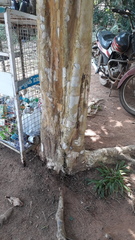 Lagerstroemia speciosa