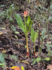 Blood Lily (Scadoxus cinnabarinus)