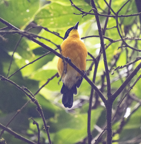 Yellow-breasted Boubou (Laniarius atroflavus), photo 5