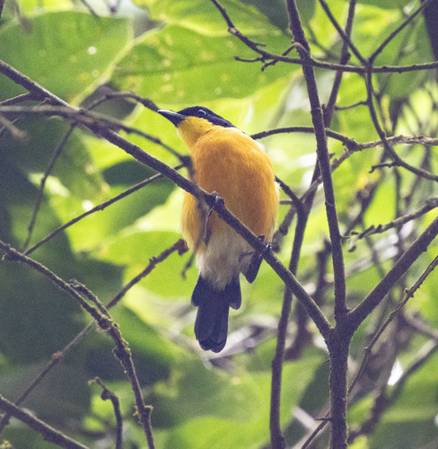 Yellow-breasted Boubou (Laniarius atroflavus), photo 5