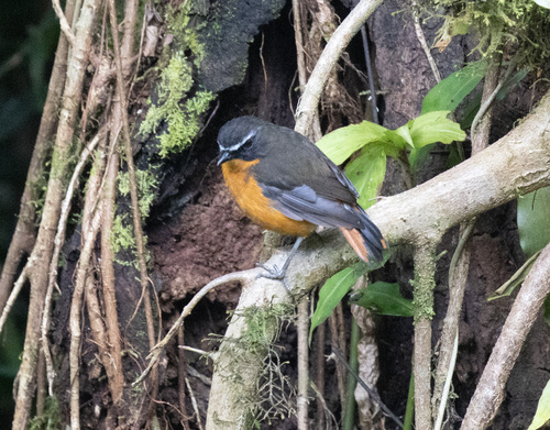 Mountain Robin-Chat (Cossyphicula isabellae), photo 3