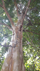 Lagerstroemia speciosa