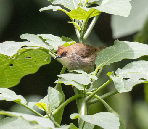 Chubb's Cisticola (Cisticola chubbi), photo 5