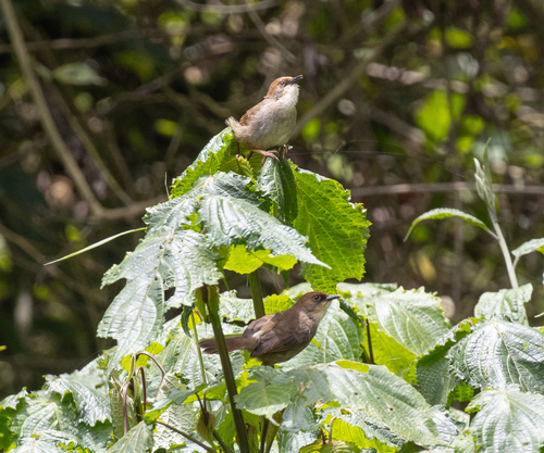 Chubb's Cisticola (Cisticola chubbi), photo 6