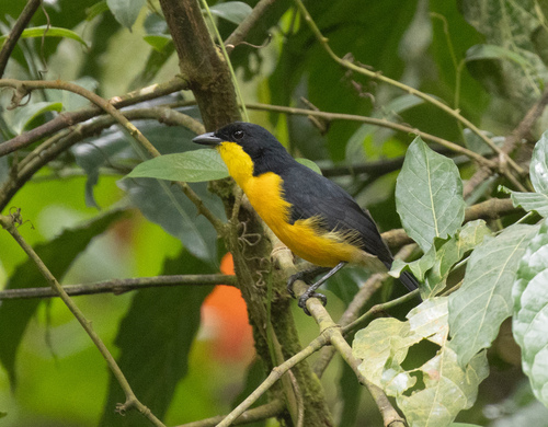Yellow-breasted Boubou (Laniarius atroflavus), photo 3