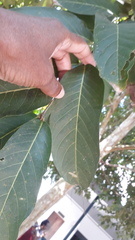 Lagerstroemia speciosa