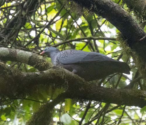 Cameroon Olive Pigeon (Columba sjostedti)