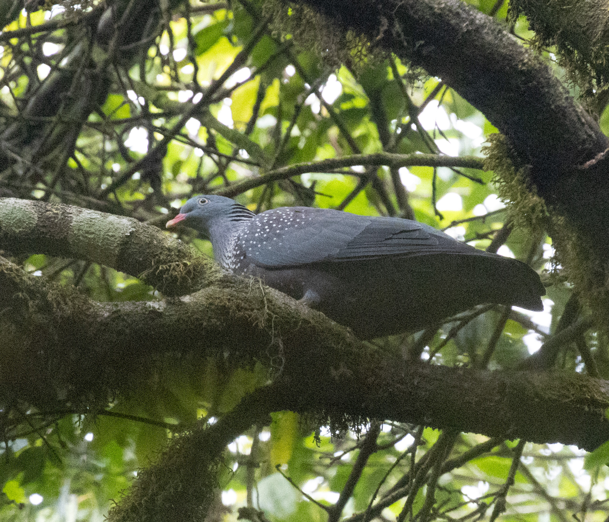 Cameroon Olive Pigeon (Columba sjostedti), photo 1