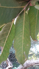 Lagerstroemia speciosa
