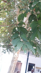 Lagerstroemia speciosa