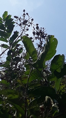 Lagerstroemia speciosa