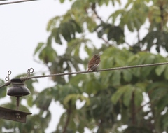 Glaucidium peruanum