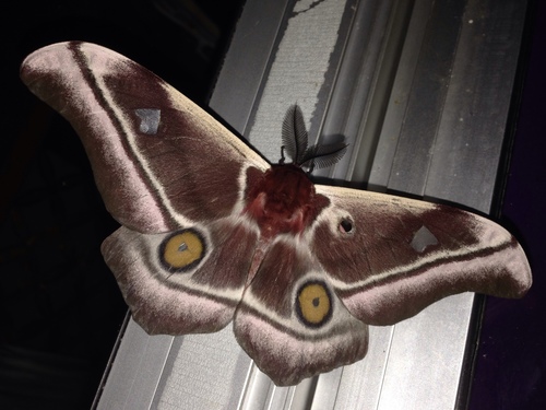 Madagascan emperor moth