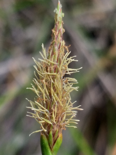 Image of Eleocharis limosa by (c) kevin koen, some rights reserved (CC BY-SA)