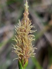 Eleocharis limosa